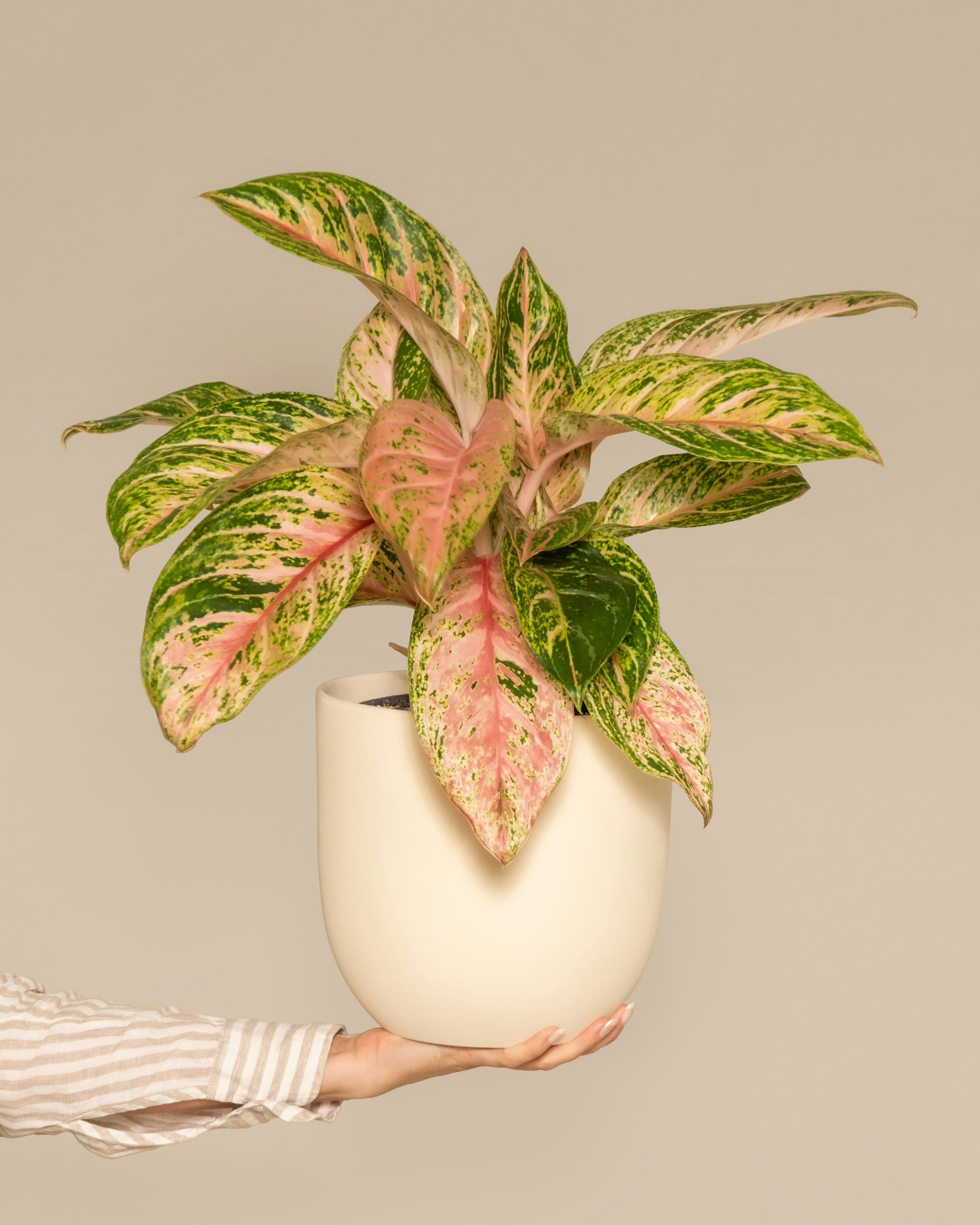 Large pink and green plant held by someone